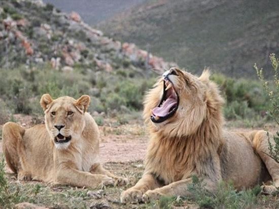Lions