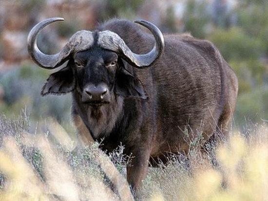 Buffalo