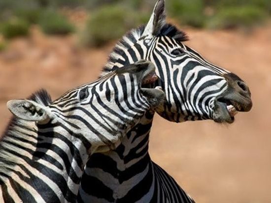 Zebra