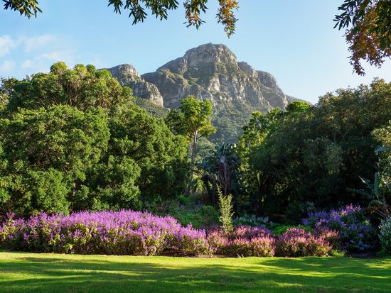 Kirstenbosch