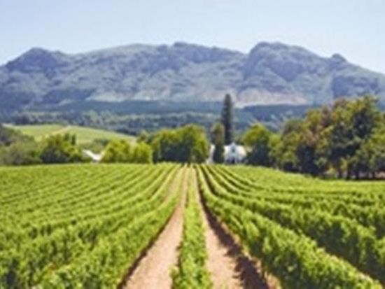 Wine Farm