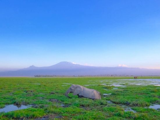Amboseli Elephant In Swamp ©hikaruhimika