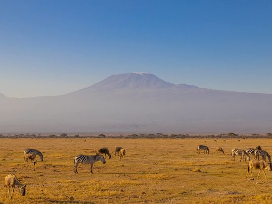 Amboseli Kilimanjaro with Animals ©hikaruhimika