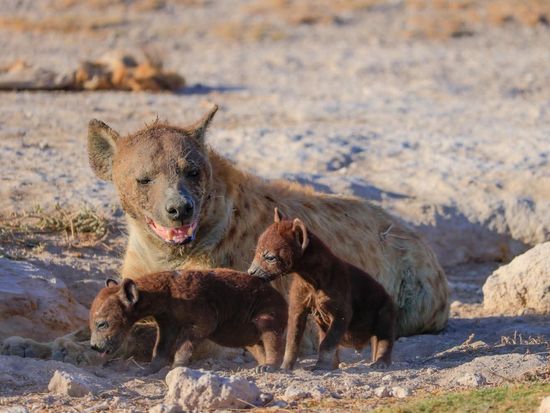 Amboseli Hyena with cubs ©hikaruhimika