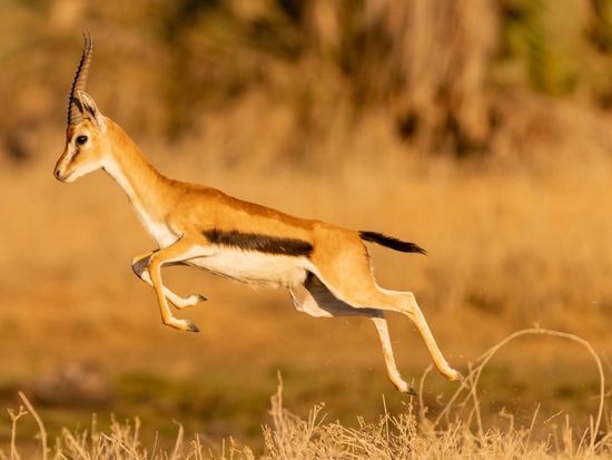 Amobseli Jumping Thompson Gazelle ©hikaruhimika
