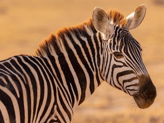 Amboseli Zebra ©hikaruhimika