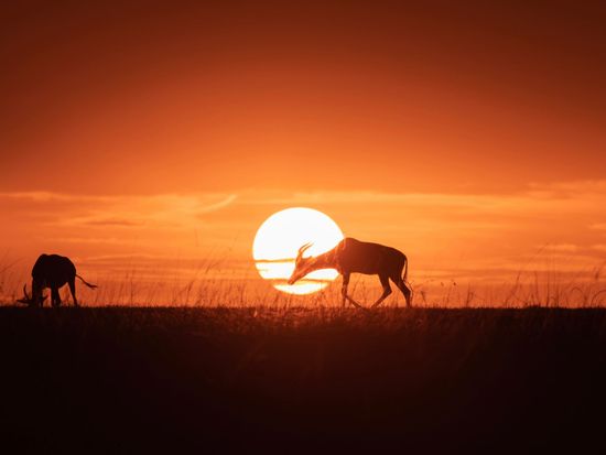 Masai Mara Topi with Sunset ©hikaruhimika