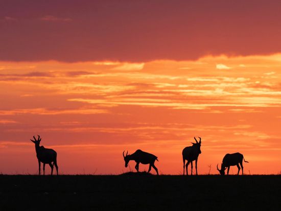 Masai Mara Topi with Golden Sunset Sky ©hikaruhimika