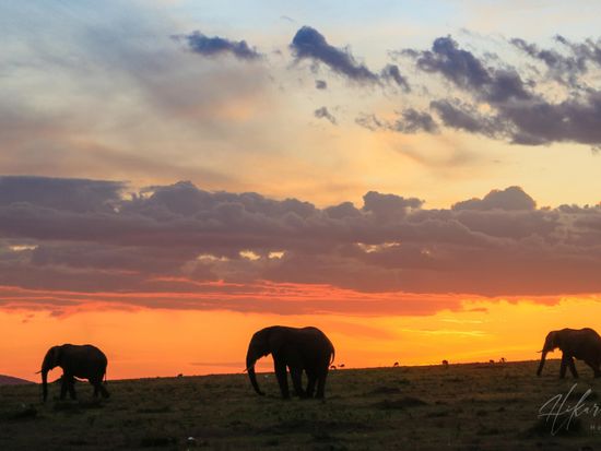 Masai Mara Sunset Elephants ©hikaruhimika
