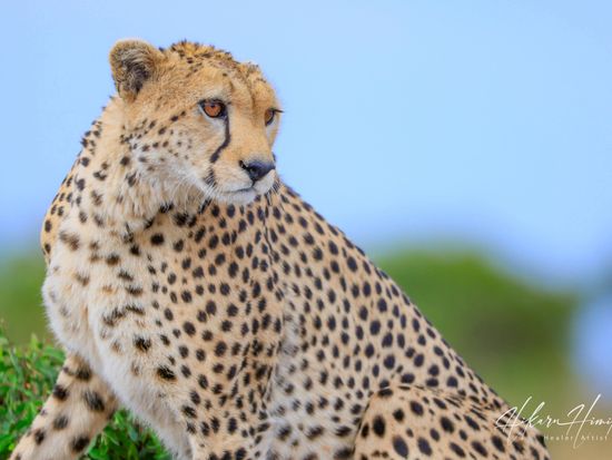 Masai Mara Cheetah Closeup ©hikaruhimika