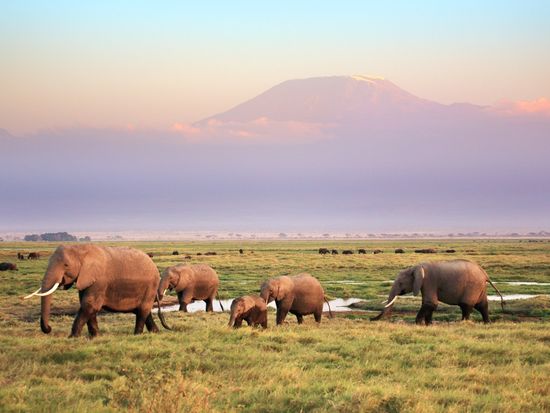 Copy of Amboseli_04©hikaruhimika 