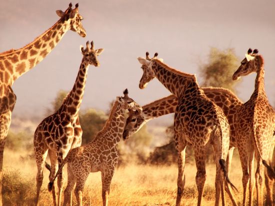 Amboseli_09©hikaruhimika 