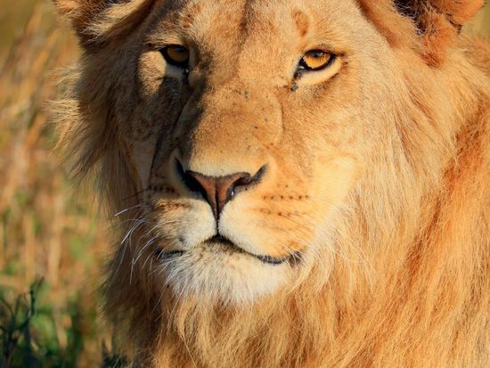 Masai Mara Young Male Lion ©hikaruhimika