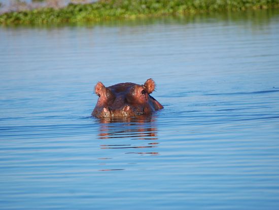 Naivasha Boat Safari 3