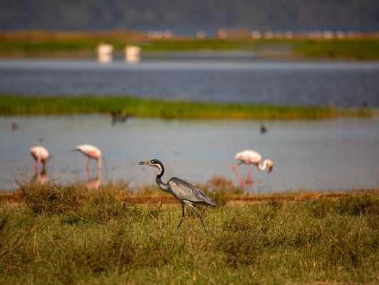 Lake Nakuru National Park-1 