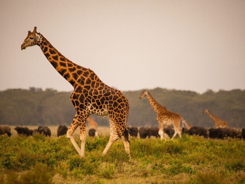 Lake Nakuru National Park-03 
