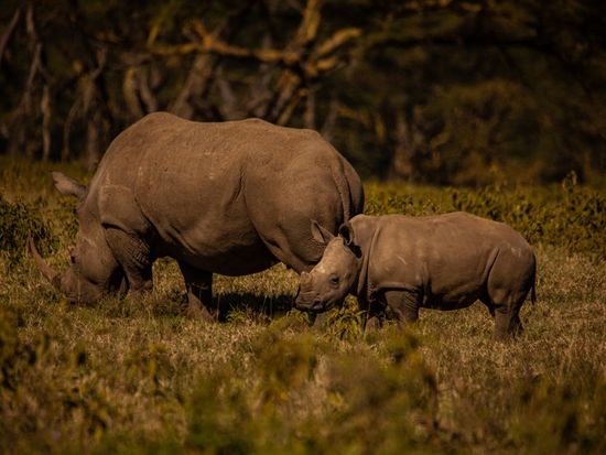 Lake Nakuru National Park-4 