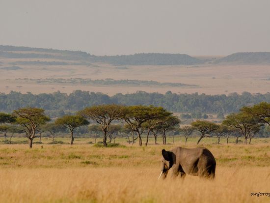 Nairobi Naitional Park - Elephant 