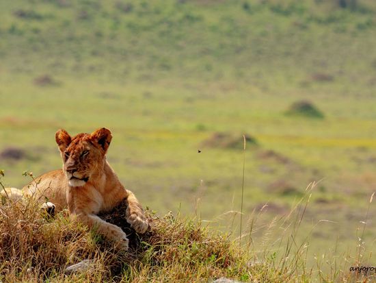 Nairobi Naitional Park - Lion 