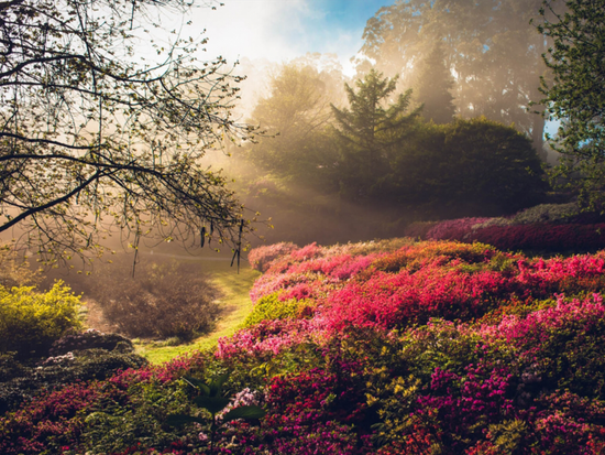 botanic-gardens-sunrise-1030x668