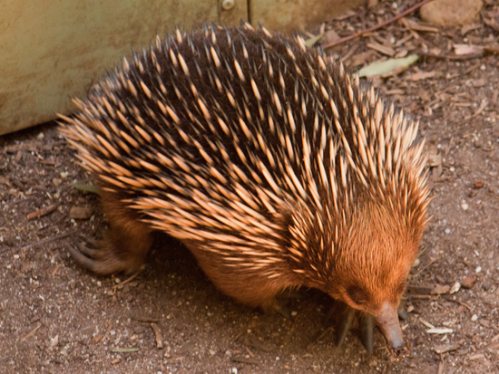 healesville-echidna-1030x668