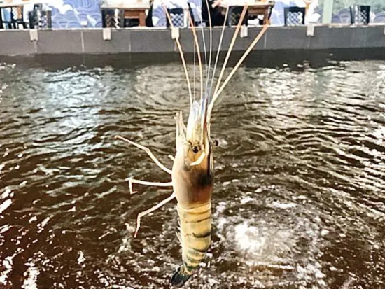 エビ釣り体験「新豪釣蝦美食廣場」　事前予約サービス＜台北／中山エリア＞