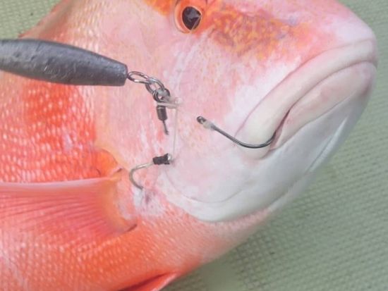 手ぶらでちょっと変わった船釣り体験！期間限定・時間延長オモック半日コース ロックフィッシュを狙おう！15歳から参加可能＜笠利町＞ by サラサ