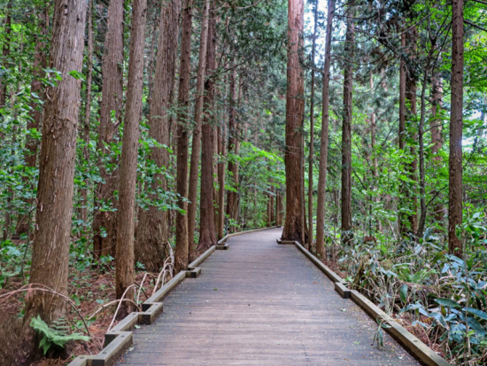 札幌森林浴ヨガ体験ツアー 円山公園＋北海道神宮＋六花亭和スイーツ＜2.5時間／円山公園駅集合＞