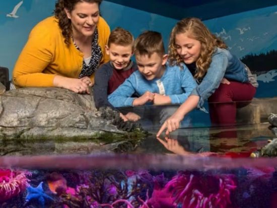 SEA LIFE シャーロット・コンコード水族館 入場券＆インタラクティブタッチプール体験