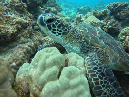 青の洞窟＆ウミガメシュノーケル  透明度抜群の海を満喫＜2歳〜OK／GoPro写真＆送迎無料／1.5時間／石垣島＞