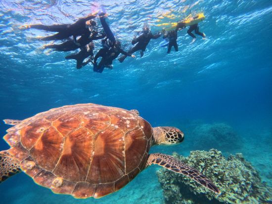 青の洞窟＆ウミガメシュノーケル  透明度抜群の海を満喫＜2歳〜OK／GoPro写真＆送迎無料／1.5時間／石垣島＞