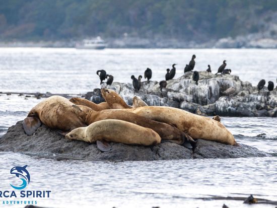 Wildlife_SeaLionsOnARockWithLogo_Approved (1)