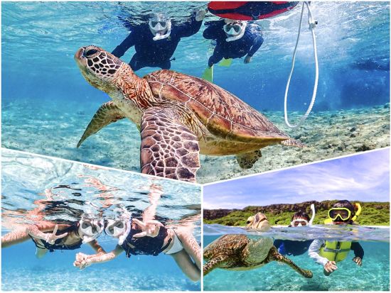 奄美大島ウミガメシュノーケリング 高確率でウミガメに出会える人気ツアー 高画質写真無料プレゼント＜約2時間＞