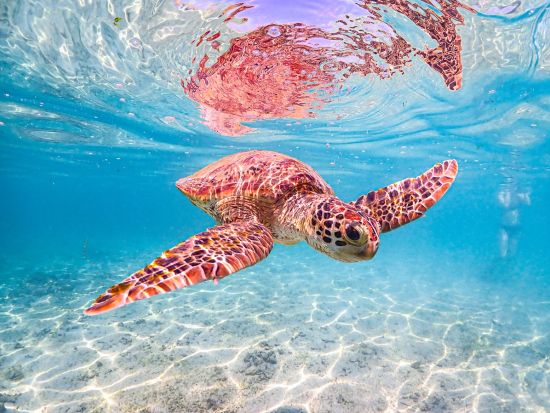 奄美大島ウミガメシュノーケリング 高確率でウミガメに出会える人気ツアー 高画質写真無料プレゼント＜約2時間＞