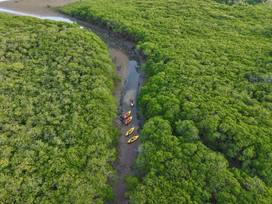 奄美大島マングローブカヌー体験 世界自然遺産の大自然を満喫！高画質写真無料プレゼント＜約90分＞