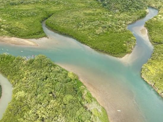 奄美大島マングローブカヌー体験 世界自然遺産の大自然を満喫！高画質写真無料プレゼント＜約90分＞