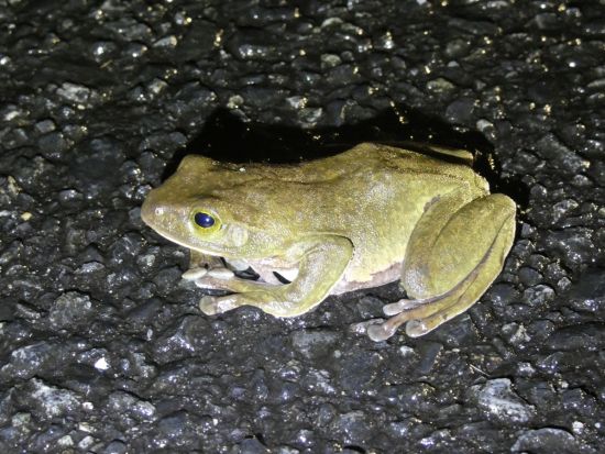 奄美大島アマミノクロウサギナイトツアー 世界自然遺産の森で希少な野生動物を観察 高画質写真無料プレゼント＜約2時間＞