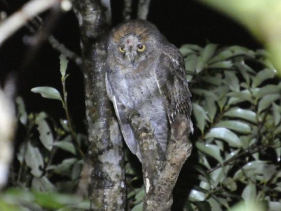 奄美大島アマミノクロウサギナイトツアー 世界自然遺産の森で希少な野生動物を観察 高画質写真無料プレゼント＜約2時間＞