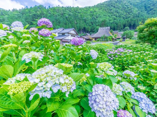 京北・美山の紫陽花めぐりと里山フレンチ日帰りバスツアー＜昼食付き／大阪発着＞
