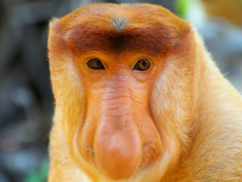 Male Proboscis Monkey