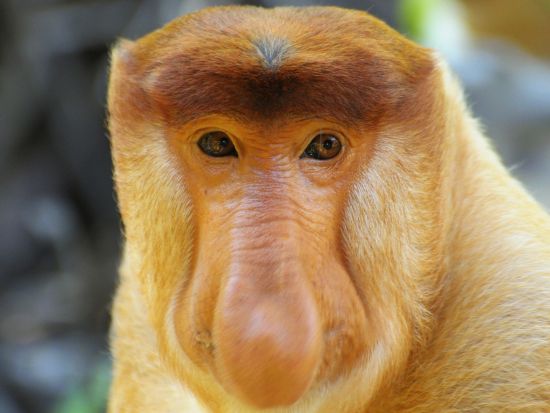 ロッカウイ・ワイルドライフパーク＆テングザルリバークルーズ　サバ州の動物と蛍観賞を満喫＜昼食＆夕食付き／日本語ガイド／コタキナバル発着＞