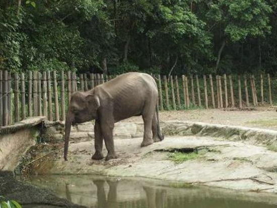 ロッカウイ・ワイルドライフパーク＆テングザルリバークルーズ　サバ州の動物と蛍観賞を満喫＜昼食＆夕食付き／日本語ガイド／コタキナバル発着＞