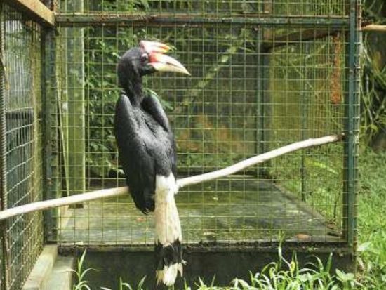 ロッカウイ・ワイルドライフパーク＆テングザルリバークルーズ　サバ州の動物と蛍観賞を満喫＜昼食＆夕食付き／日本語ガイド／コタキナバル発着＞