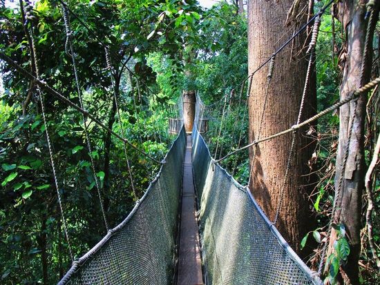 Poring Hot Spring Canopy Walk