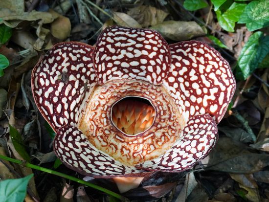 Rafflesia