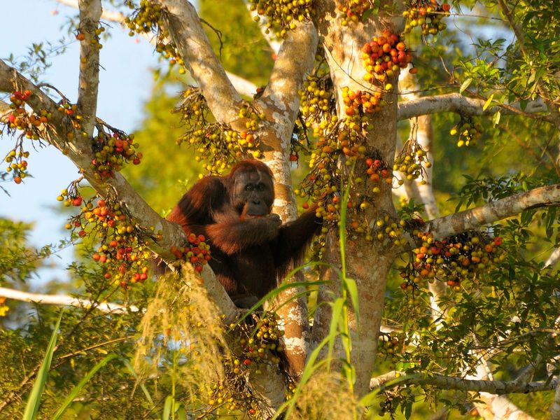 Male Orang Utan on a Fig Tree