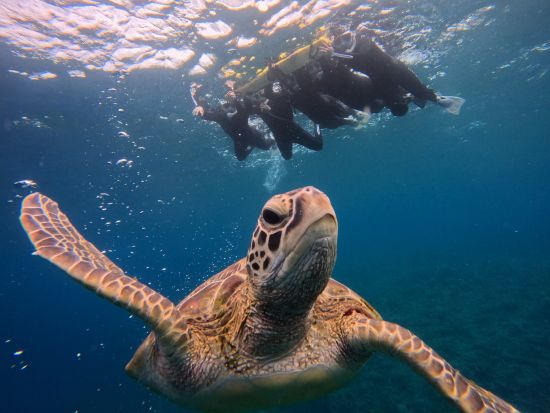 幻の島上陸＆ウミガメシュノーケル1日満喫ツアー GoPro写真＆動画プレゼント＜0歳〜85歳OK／3時間／市街地送迎無料＞