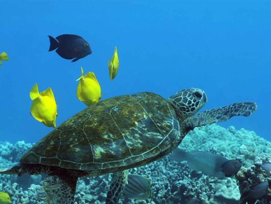 hawaiioceanic01