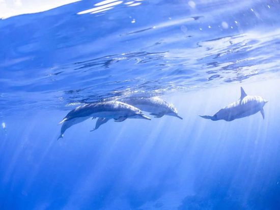 hawaiioceanic08