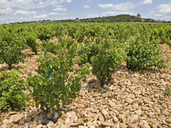 Southern_France_Chateauneuf-du-Pape_shutterstock_127435316